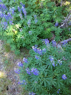 The lupine were past their peak